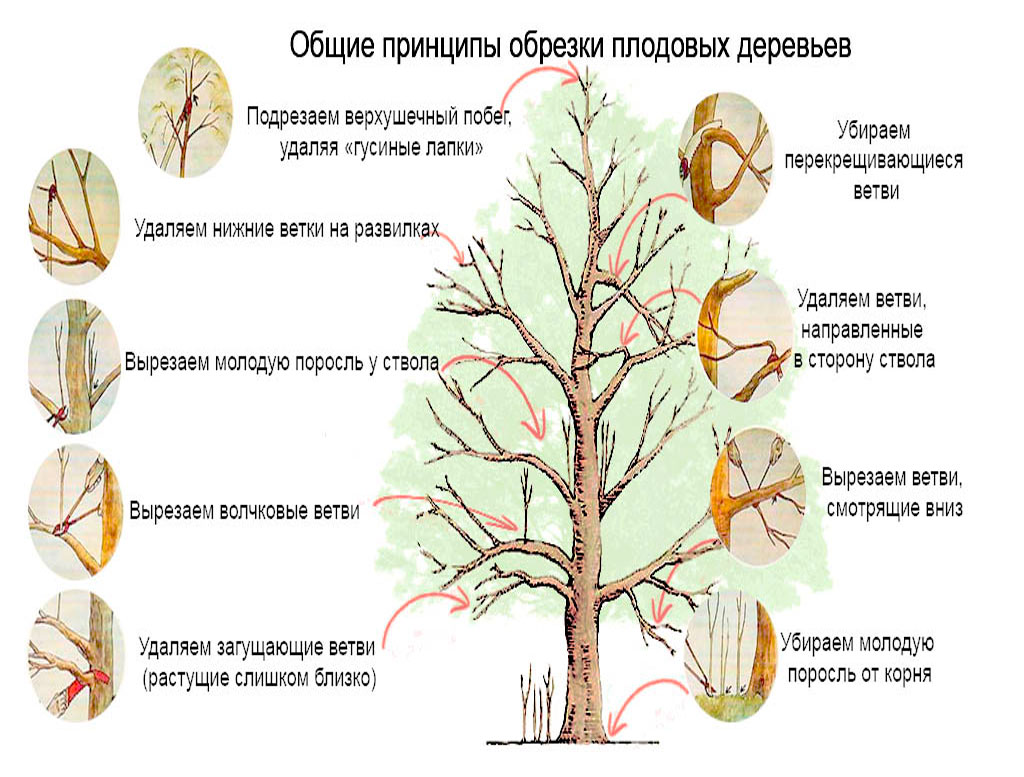 Корневая система яблони фото